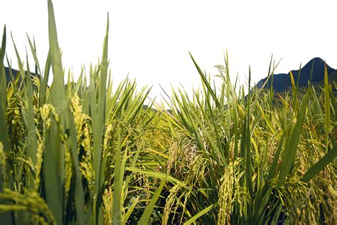 Ripe Rice In The Field Field Mature Rice Png Transparent Image And