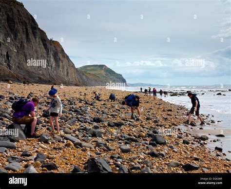 People Hunting For Fossils On The Beach Below The Crumbling Cliffs At Charmouth On The Jurassic