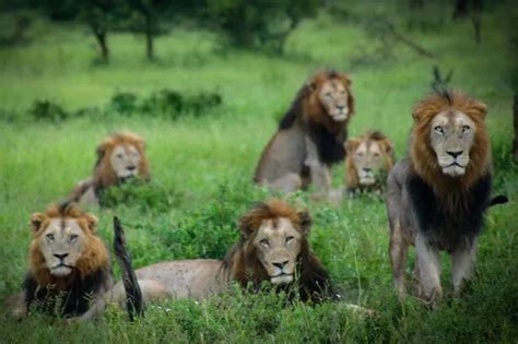 Incredible Close Up Images Of Six Lions Together In The Wild Mirror