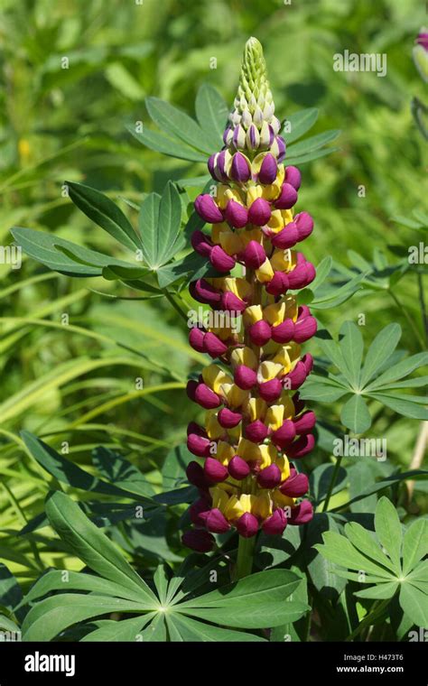 Lupin Vertical Hi Res Stock Photography And Images Alamy