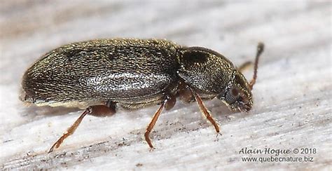 Cleroidea - Telmatophilus americanus - BugGuide.Net