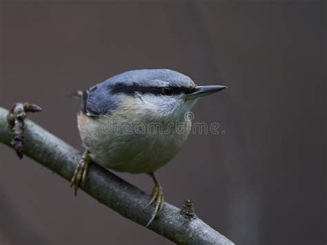 Eurasian Nuthatch Sitta Europaea Stock Photo - Image of denmark, wild ...