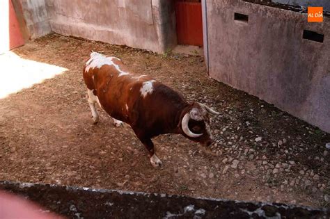 Sorteo Y Apartado De Los Toros Del Cuarto Festejo De La Feria De