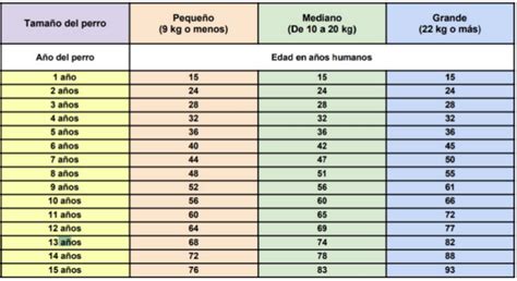 A Cuántos Años Equivale Un Año De Perro Descubre La Sorprendente