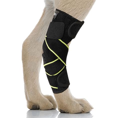 How To Help Your Dog With A Torn ACL – Best Dog Knee Braces