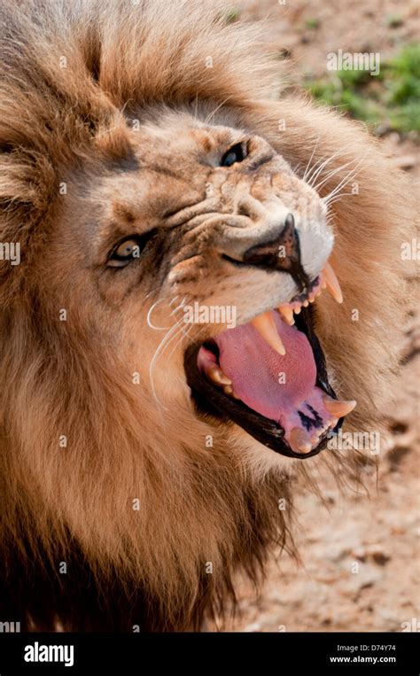 Male lion roaring Stock Photo - Alamy