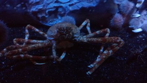 Giant Crab by mariosonicfan16 on DeviantArt