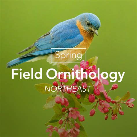 Spring Field Ornithology—Northeast | Bird Academy • The Cornell Lab