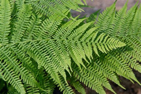 How To Grow And Care For Lady Ferns