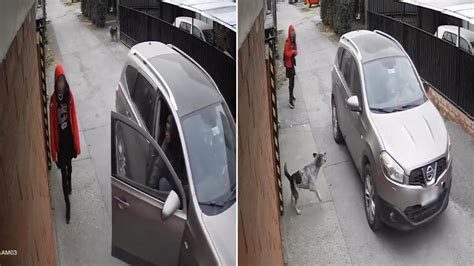 Héroe Perrito callejero salva a una menor de ser asaltada