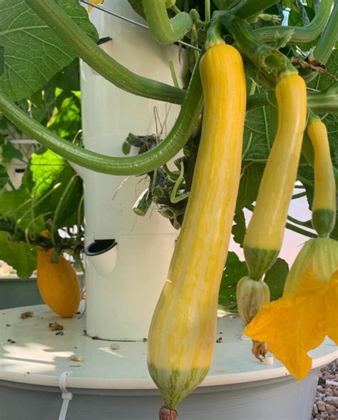 How To Grow Zucchini Vertically 25 Best Ideas A Piece Of Rainbow