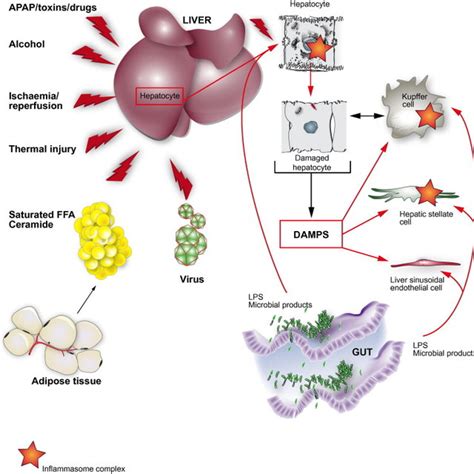 Inflammasome Activating Pathways Download Scientific Diagram