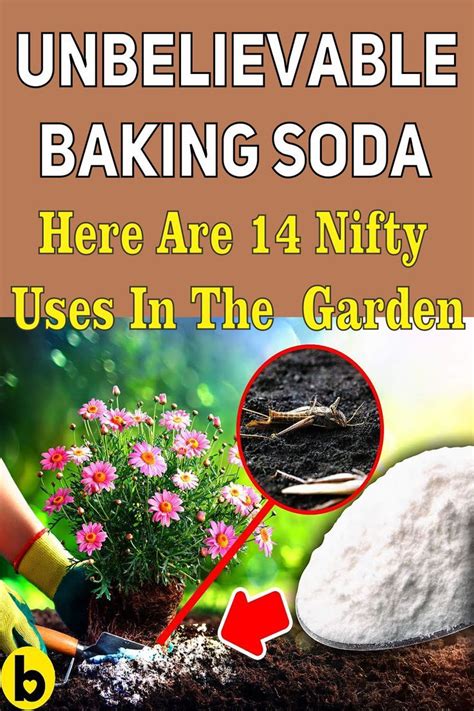 Unbelievable Baking Soda — Here Are 14 Nifty Uses In The Garden