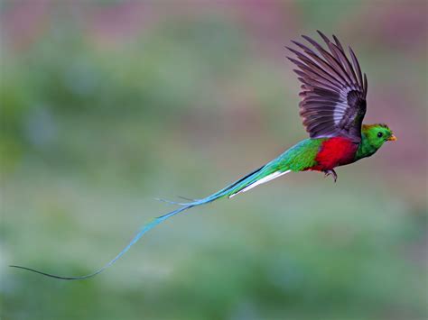 Quetzal Bird