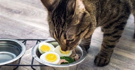 Kedilere Verilebilecek Yemekler En Sağlıklı 10 Yemek Kedi Köpek