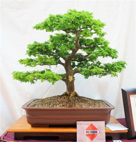 Brazilian Rain Tree Bonsai: A Beautiful Addition To Your Home