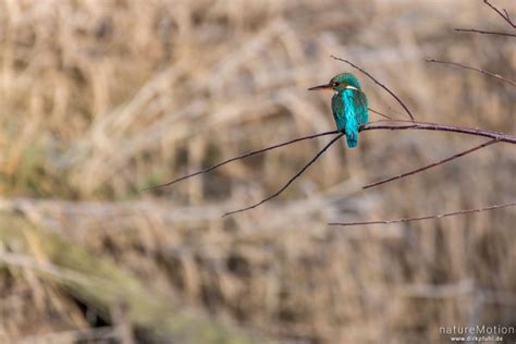 Eisvogel Alcedo atthis Eisvögel Alcedinidae Männchen Ansitz