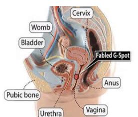 WK23 The Physiology Of Sex And The Sexual Response Flashcards Quizlet