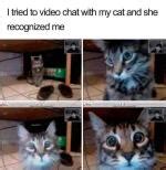 cute cat memes youll love