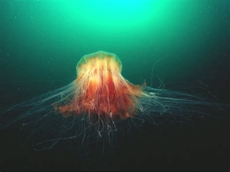 Lion S Mane Jellyfish By Science Photo Library Off