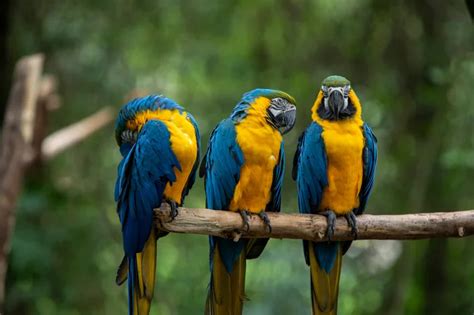 Tipos de aves e suas características | Blog da Cobasi 