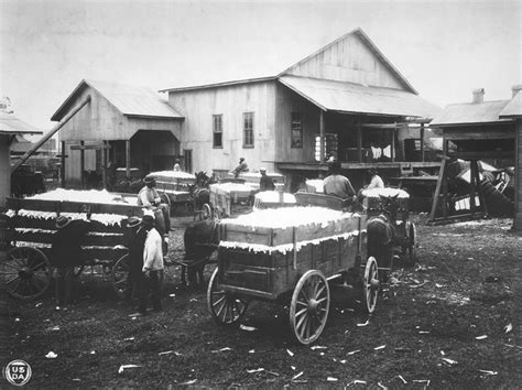 Photo: Alabama Cotton Harvest 1923 | Big Picture Agriculture