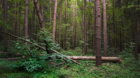 In The Summer Forest June Valery Vozhdaev Flickr