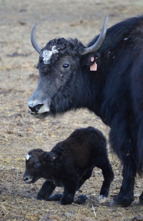 Springridge Ranch Grass-Fed Yak-Cross Beef: An Easter Yak Baby!