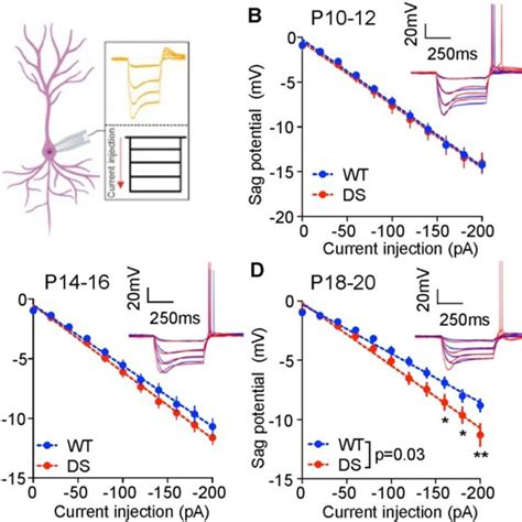 Spontaneous Epsc And Ipsc Charge Transfer To Ca Pyramidal Neurons Are