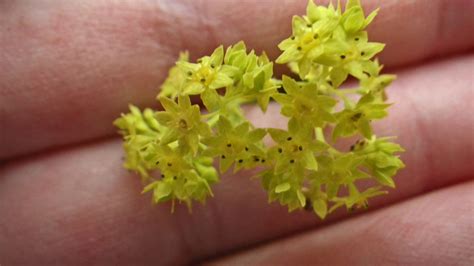 Alchemilla Mollis Rosaceae Image At Phytoimages Siu Edu