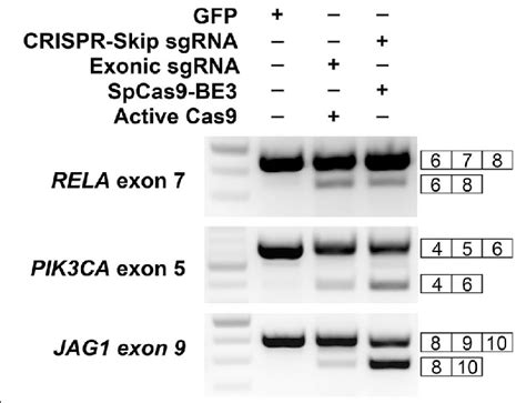 Comparison Of Crispr Skip With Active Spcas9 For Inducing Exon Download Scientific Diagram