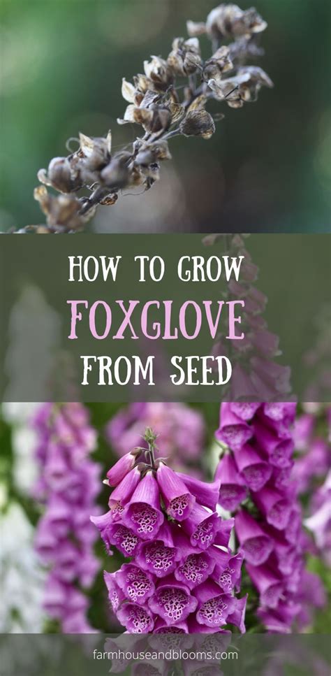 How To Grow Foxglove From Seed Foxglove Plant Growing Seeds When To