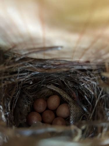 House Wren Nest And Eggs With Snake Skin Colored Sands Flickr