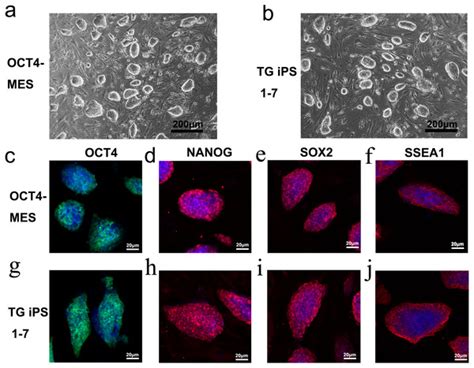 Murine Pluripotent Stem Cells That Escape Differentiation Inside