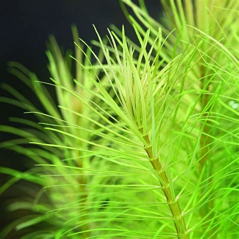 Pogostemon Deccanensis Erectus In Vitro XL Aquasabi Aquarium Shop