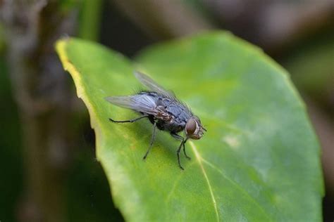 What Are Cluster Flies And How Can They Be Prevented Utah Pest Control