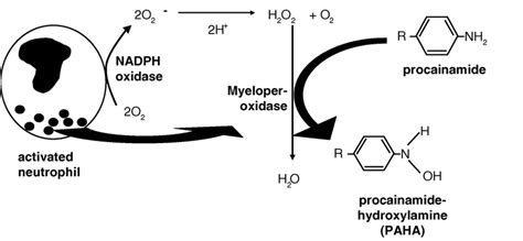 Extracellular Transformation Of Procainamide To Download