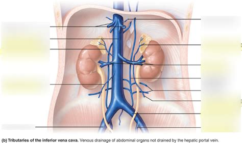 Abdominal Veins Diagram | Quizlet