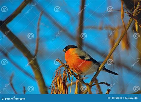 Bullfinch On A Branch In Winter Park Stock Photo Image Of Fauna