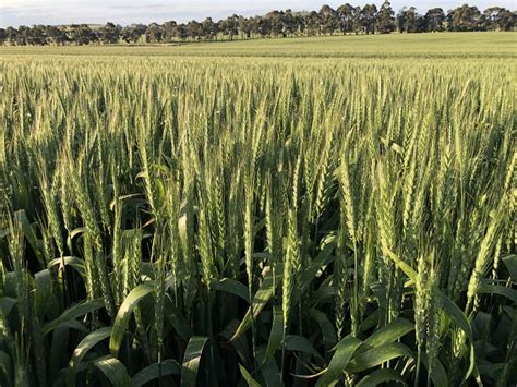 New wheat varieties offer Southern growers genetic diversity - Grain ...