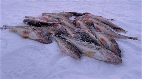 Lake Of The Woods Ice Fishing In A Sleeper Youtube