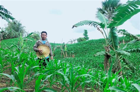 Clusters of Opportunity: USAID Supports Rural Livelihoods in the ...