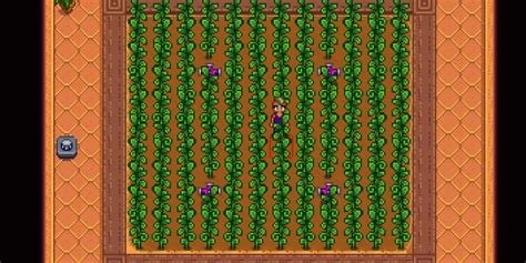 Stardew Valley How To Grow Ancient Fruit