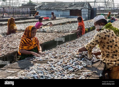 Bangladesh Chittagong Dry Fish Field On Karnaphuli River Bank