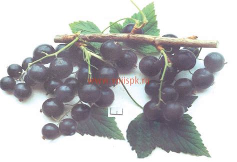 Смородина черная, Сорт Селеченская 2 - ФГБНУ ВНИИСПК