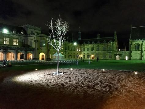 Usyd Quad Jacaranda Replanted