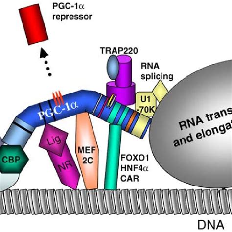 Pdf Pgc A Potent Transcriptional Cofactor Involved In The