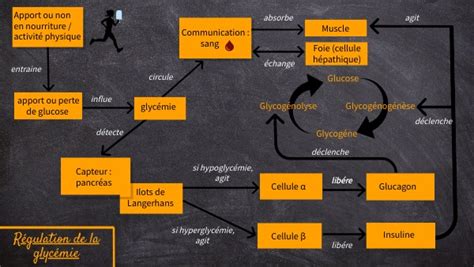 R Gulation De La Glyc Mie