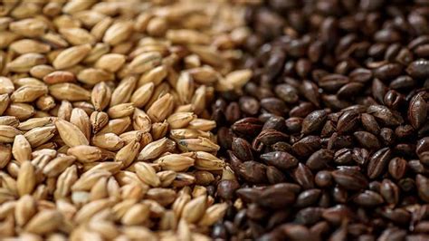 The Complete List of Every Malted Barley on Earth