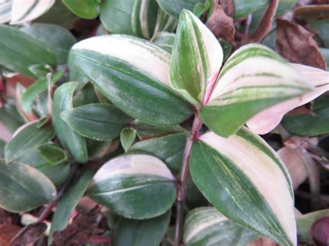 Tradescantia Mundula Variegata Tricolor Ortofiorito